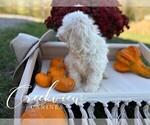 Small Photo #45 Havachon Puppy For Sale in NIANGUA, MO, USA
