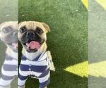 Small Pug