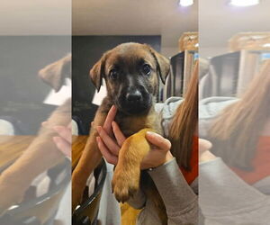 Boxer-German Shepherd Dog Mix Dogs for adoption in Aurora, IN, USA