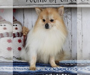 Pomeranian Puppy for Sale in FREDERICKSBURG, Ohio USA