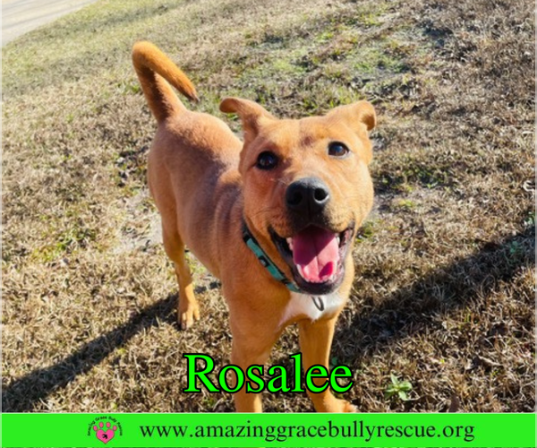 Medium Photo #1 Chow Chow-Unknown Mix Puppy For Sale in Pensacola, FL, USA