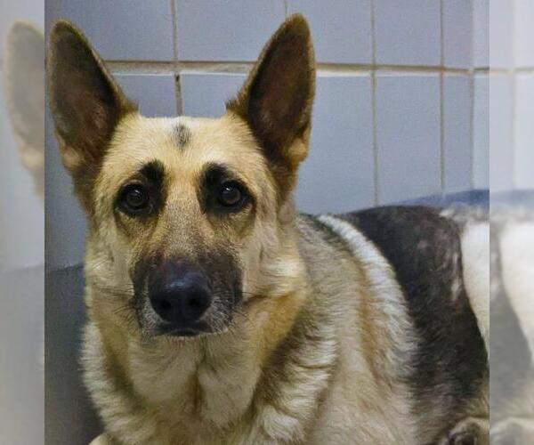 Medium Photo #1 German Shepherd Dog-Unknown Mix Puppy For Sale in San Antonio, TX, USA