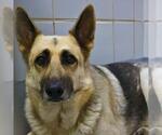 Small German Shepherd Dog Mix