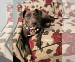 Small #3 American Staffordshire Terrier Mix