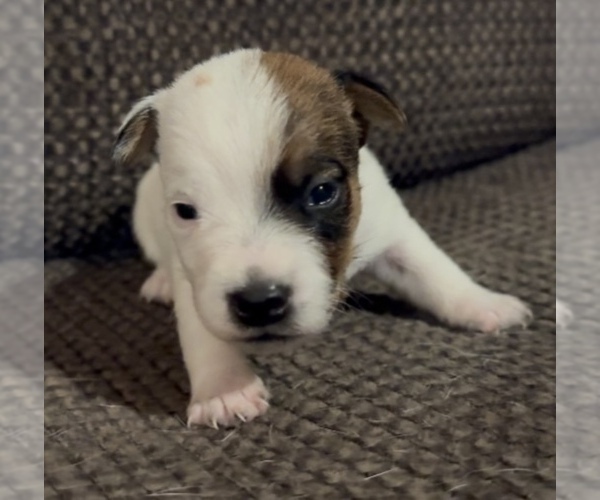 Medium Photo #1 Jack Russell Terrier Puppy For Sale in ALTOONA, FL, USA