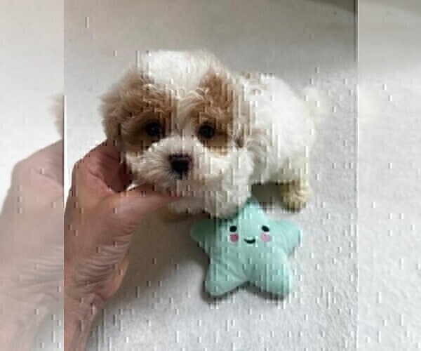 Medium Photo #10 Maltipoo Puppy For Sale in MIAMI BEACH, FL, USA