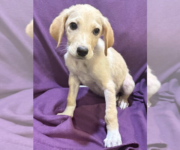 Medium Photo #1 Great Pyredane Puppy For Sale in Mundelein, IL, USA