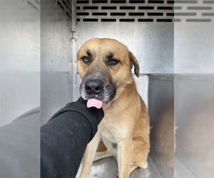 Rhodesian Ridgeback-Unknown Mix Dogs for adoption in Waco, TX, USA