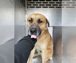 Small Rhodesian Ridgeback Mix