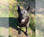 Small #6 Mutt