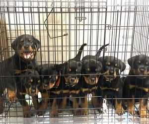 Rottweiler Puppy for Sale in JACKSONVILLE, Florida USA