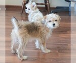 Small #6 Morkie