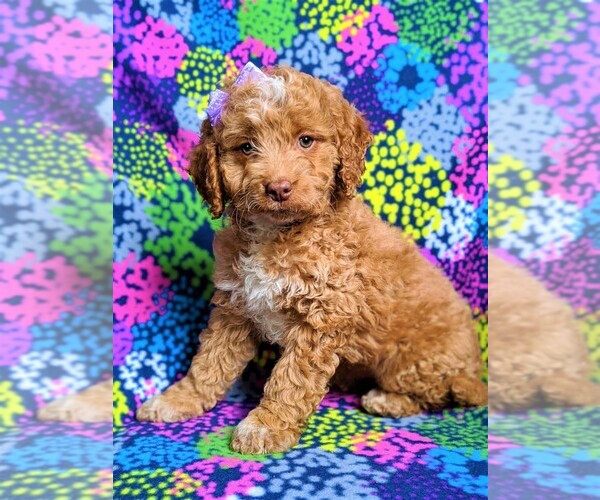 Medium Photo #2 Goldendoodle Puppy For Sale in GLEN ROCK, PA, USA