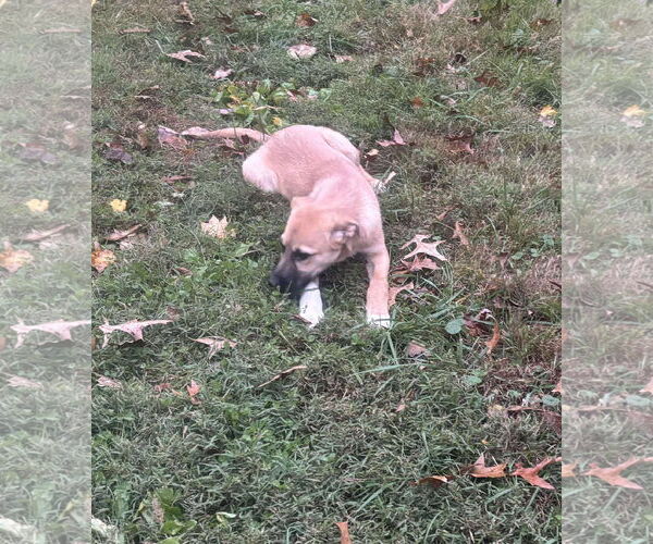 Medium Photo #2 Anatolian Shepherd-Unknown Mix Puppy For Sale in Westwood, NJ, USA