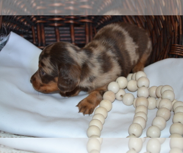 Medium Photo #4 Dachshund Puppy For Sale in GREENWOOD, WI, USA