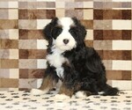 Small Bernedoodle (Miniature)