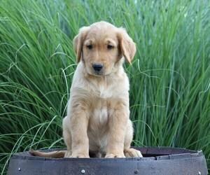Golden Retriever Puppy for sale in FREDERICKSBG, OH, USA