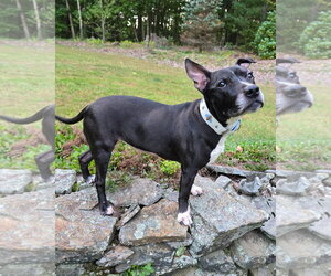 Charlotte York - Female American Pit Bull Terrier-Unknown Mix Dog for Adoption - Photo #2