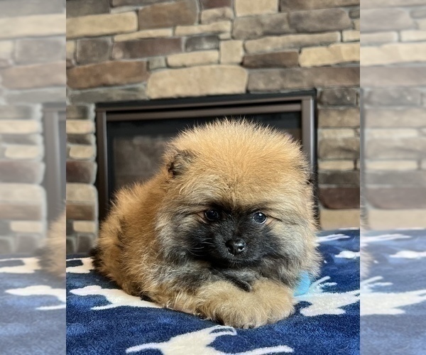 Medium Photo #1 Pomeranian Puppy For Sale in NOBLESVILLE, IN, USA