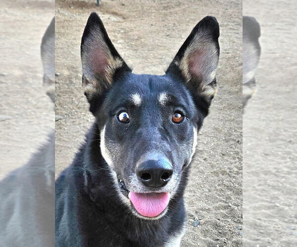 Medium Photo #1 German Shepherd Dog-Unknown Mix Puppy For Sale in Lake Forest, CA, USA