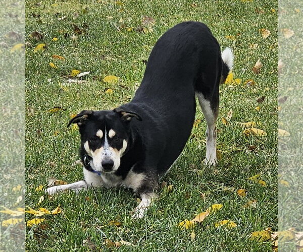 Medium Photo #8 Mutt Puppy For Sale in Fargo, ND, USA