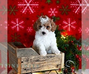 Poodle (Miniature) Puppy for sale in MILL HALL, PA, USA
