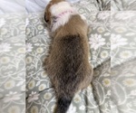 Small #6 Pembroke Welsh Corgi