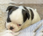 Small #12 American Bullnese