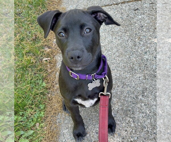 Medium Photo #11 Labrador Retriever-Unknown Mix Puppy For Sale in Boston, MA, USA