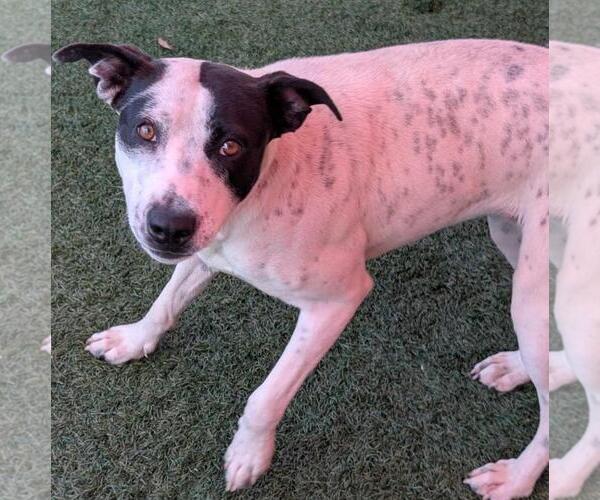 Medium Photo #2 American Pit Bull Terrier-Unknown Mix Puppy For Sale in Rockwall, TX, USA