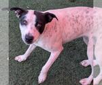 Small #1 American Pit Bull Terrier Mix