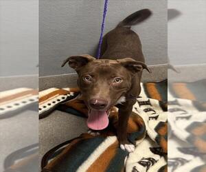 American Pit Bull Terrier-Unknown Mix Dogs for adoption in Las Vegas, NV, USA