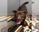 Small American Pit Bull Terrier Mix