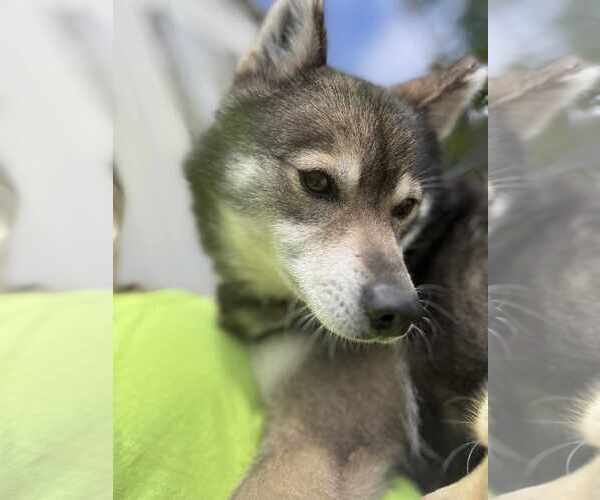 Medium Photo #2 Huskies -Pomeranian Mix Puppy For Sale in Waterloo, IA, USA