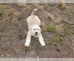 Small Photo #13 Bernedoodle-Poodle (Toy) Mix Puppy For Sale in BLACK FOREST, CO, USA
