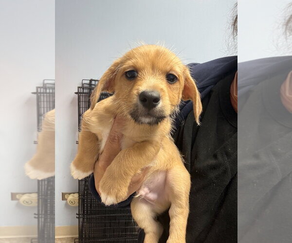 Medium Photo #1 Mutt Puppy For Sale in Gilberts, IL, USA