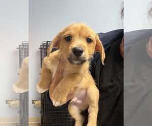 Mutt Dogs for adoption in Gilberts, IL, USA