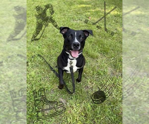 Medium Photo #2 Labrador Retriever-Unknown Mix Puppy For Sale in Brewster, MA, USA