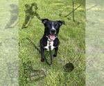 Small #1 Labrador Retriever Mix