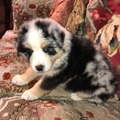 Australian Shepherd Puppy for sale in AZLE, TX, USA