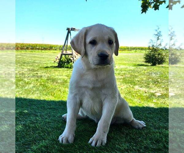View Ad Labrador Retriever Puppy for Sale near Illinois, ARTHUR, USA