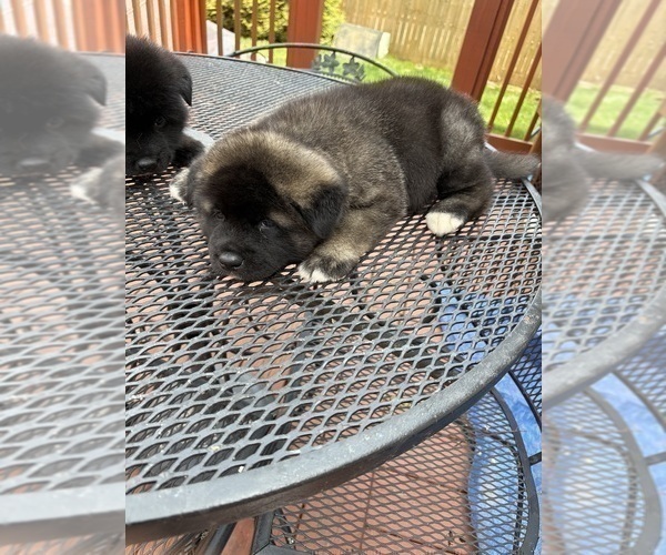 Medium Photo #7 Akita Puppy For Sale in LOUISVILLE, KY, USA