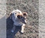 Small Photo #7 Australian Shepherd Puppy For Sale in GARLAND, NC, USA