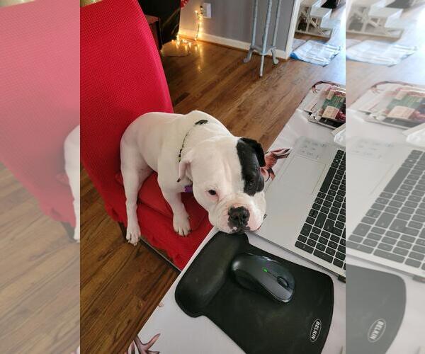 Medium Photo #5 American Bulldog Puppy For Sale in Atlanta, GA, USA