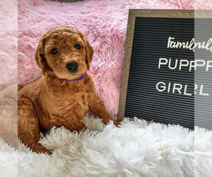 Goldendoodle Puppy for sale in GRANT, MI, USA