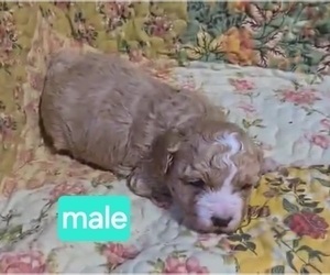 Maltipoo (Toy) Puppy for sale in BURLINGTON, MA, USA