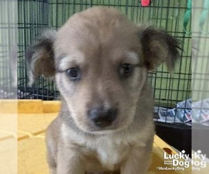 Colonial Cocker Spaniel-Unknown Mix Dogs for adoption in Washington, DC, USA