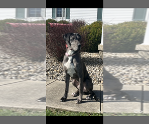 Great Dane Puppy for Sale in PEEBLES, Ohio USA