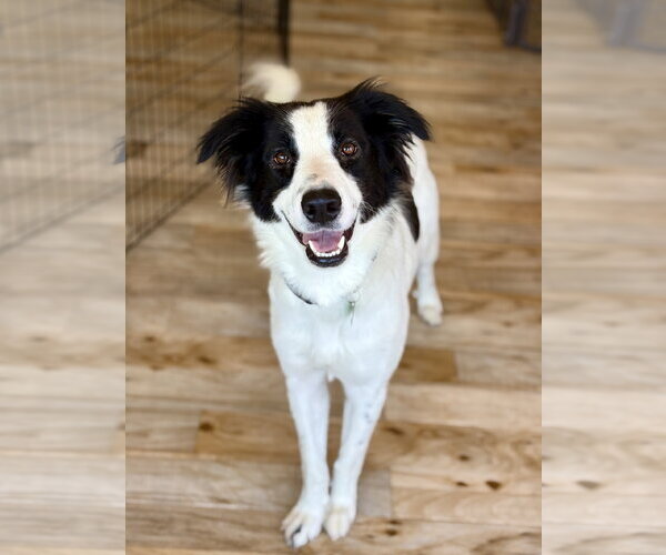 Medium Photo #2 Border Collie-Unknown Mix Puppy For Sale in Paso Robles, CA, USA