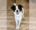 Small #1 Border Collie Mix